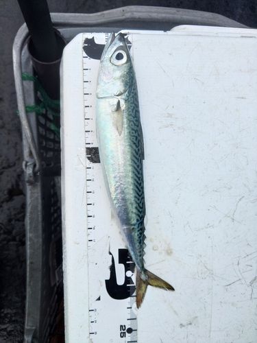 サバの釣果