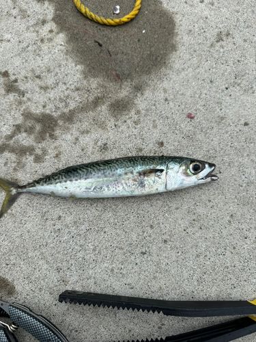 サバの釣果