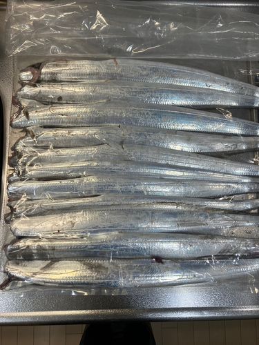 タチウオの釣果