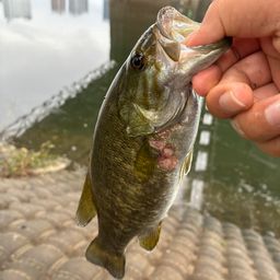 スモールマウスバス
