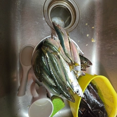 ゴマサバの釣果