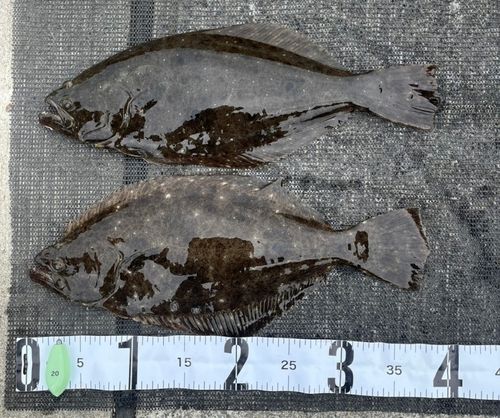 ソゲの釣果