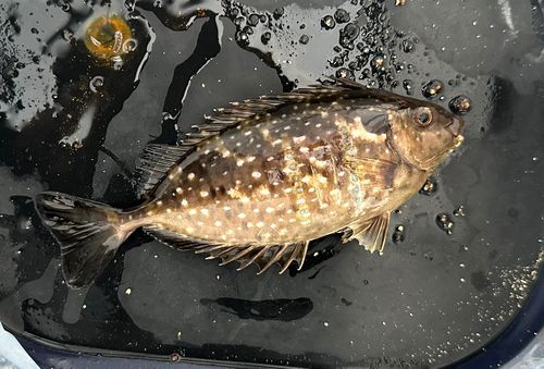 アイゴの釣果