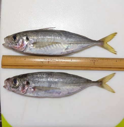 アジの釣果