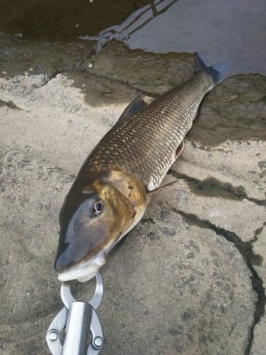ニゴイの釣果