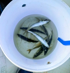 マアジの釣果