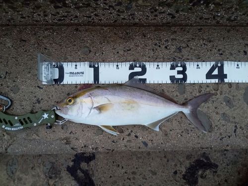 カンパチの釣果