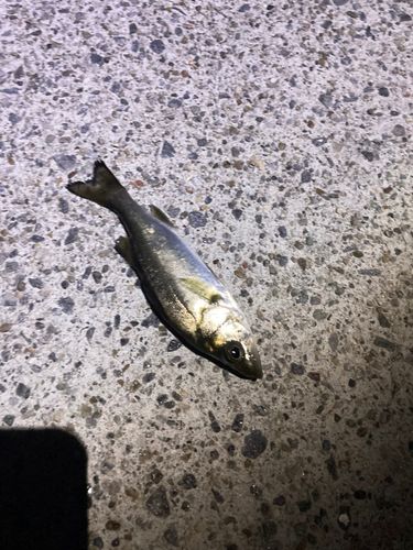 セイゴ（ヒラスズキ）の釣果