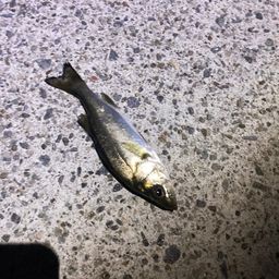 セイゴ（ヒラスズキ）