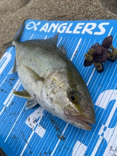 ショゴの釣果