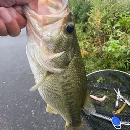 ラージマウスバス