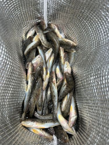 表浜名湖