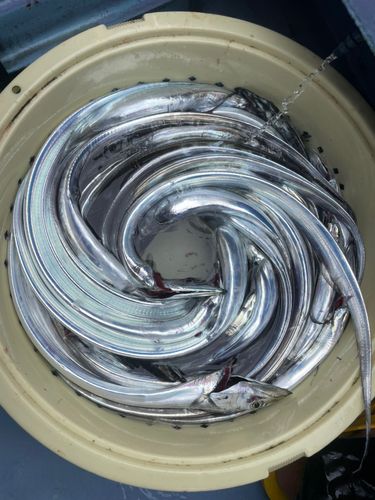 タチウオの釣果