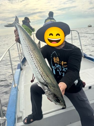 サワラの釣果
