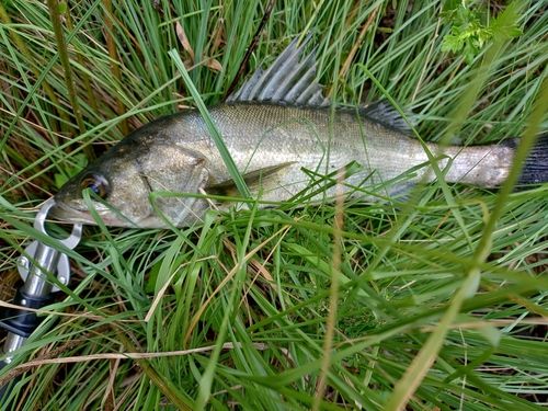 セイゴ（マルスズキ）の釣果