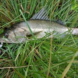 セイゴ（マルスズキ）