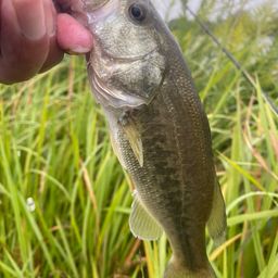 ラージマウスバス