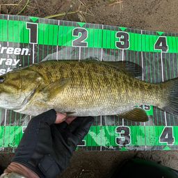 スモールマウスバス