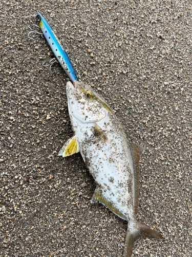 ショゴの釣果