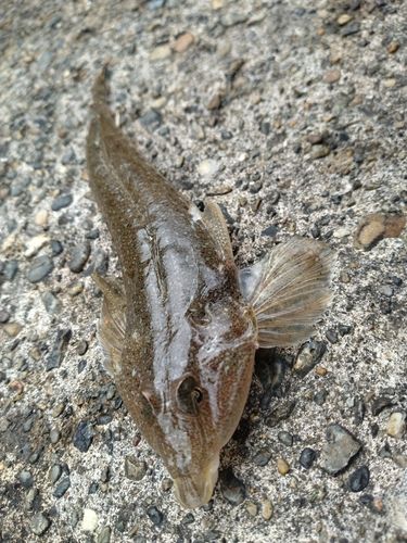 メゴチの釣果