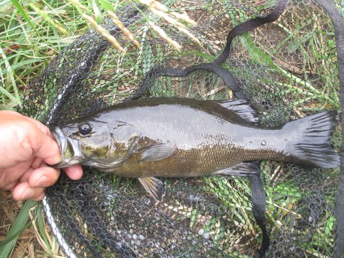 スモールマウスバスの釣果