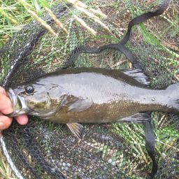 スモールマウスバス