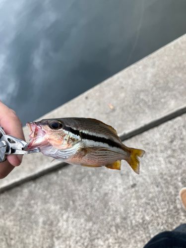 キビレの釣果