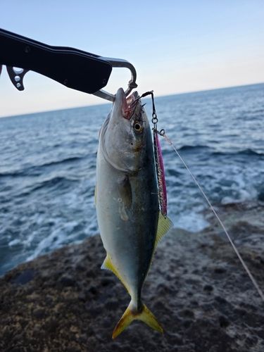 ワカシの釣果