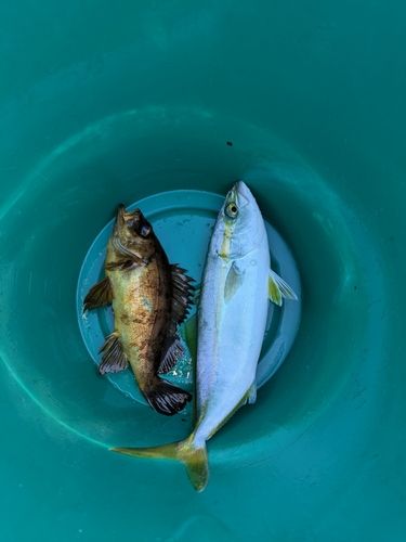 クロメバルの釣果