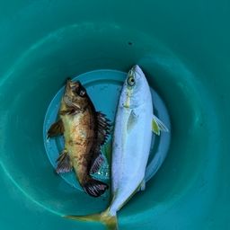 クロメバル