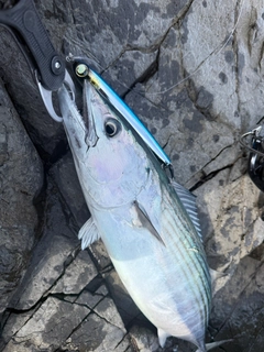 ハガツオの釣果