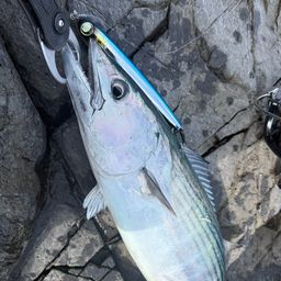 ハガツオ