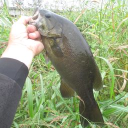 スモールマウスバス