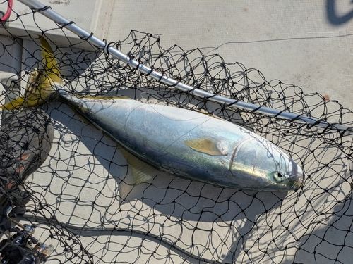 ワラサの釣果