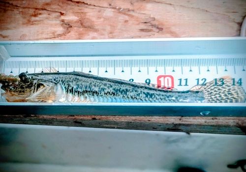 マハゼの釣果