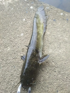 マナマズの釣果