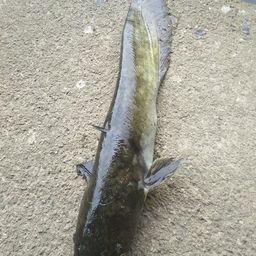 マナマズ