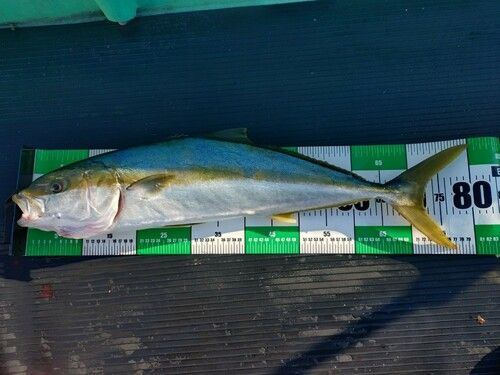 ヒラマサの釣果