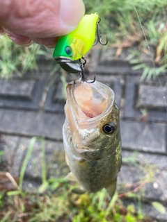 ラージマウスバスの釣果