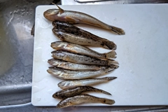 ハゼの釣果