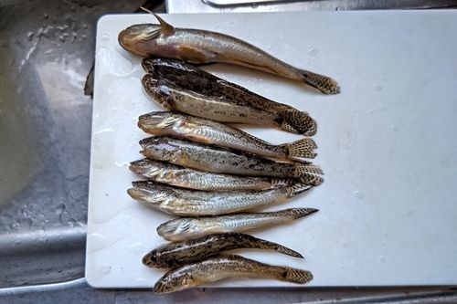 ハゼの釣果