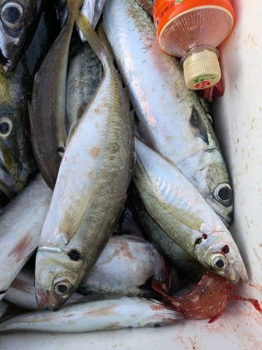 マアジの釣果