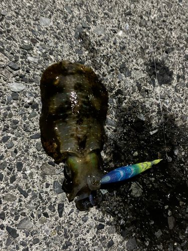 越前海岸