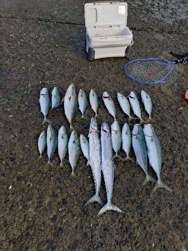 ヤズの釣果