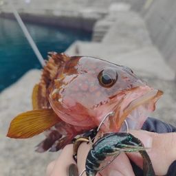 アジ