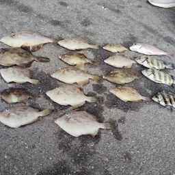 カワハギ