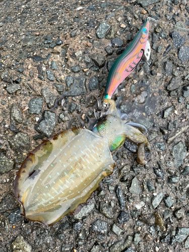アオリイカの釣果