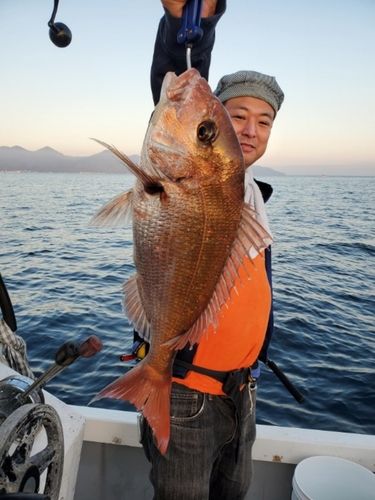 マダイの釣果