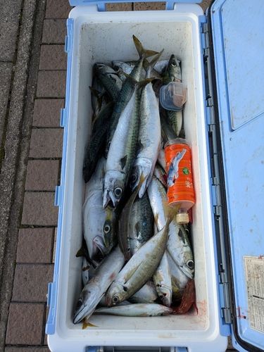サバの釣果