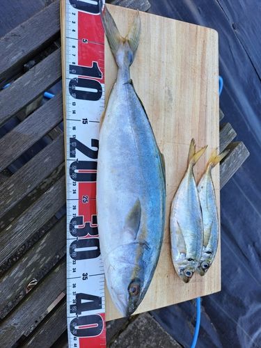 イナダの釣果